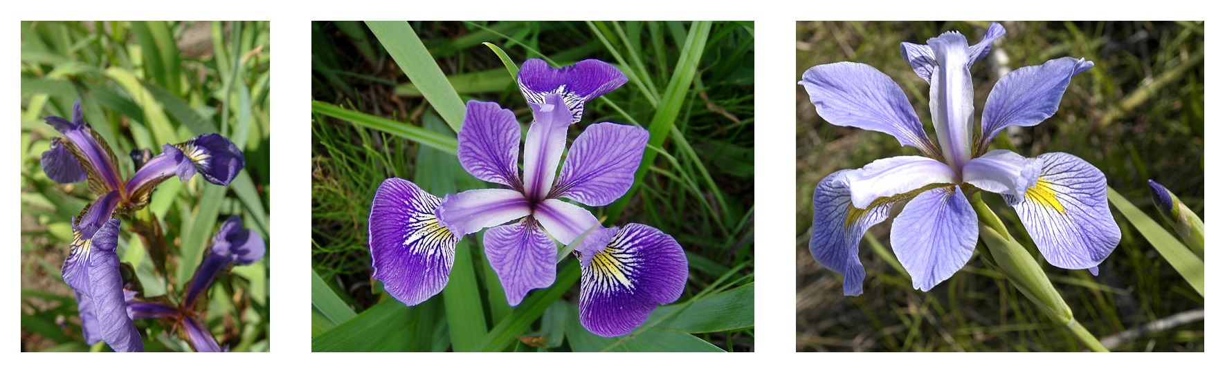 three iris species